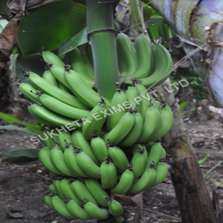 Fresh Green Cavendish Banana